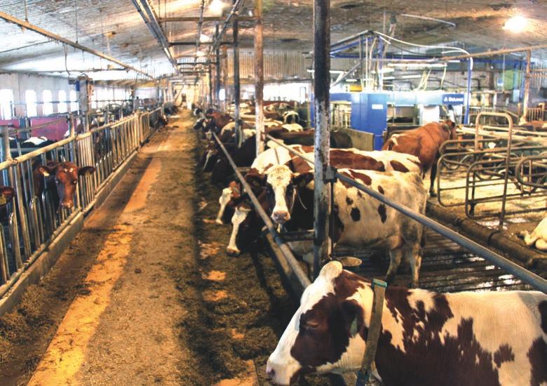 Laitteesta voidaan lypsytoimintoja ohjata samalla tavoin kuin navettatoimiston tietokonenäytöstäkin. Tuotos nousussa, laatu kunnossa Lehmien ruokinta siirrettiin nyt appeelle.