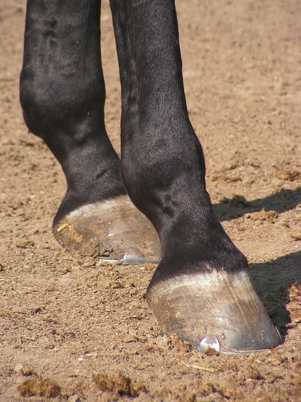 St Simon s Hoof Healer 70 g Kaviopasta hevosen sädemätään ja kaviovaurioihin ulkoisesti Käyttö: Puhdista ja kuivaa vaurioitunut