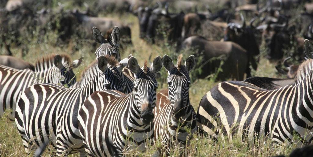 Telttasafari Tansaniassa Tyylikäs safarielämä, maastokävely hadzojen kanssa sekä Afrikan
