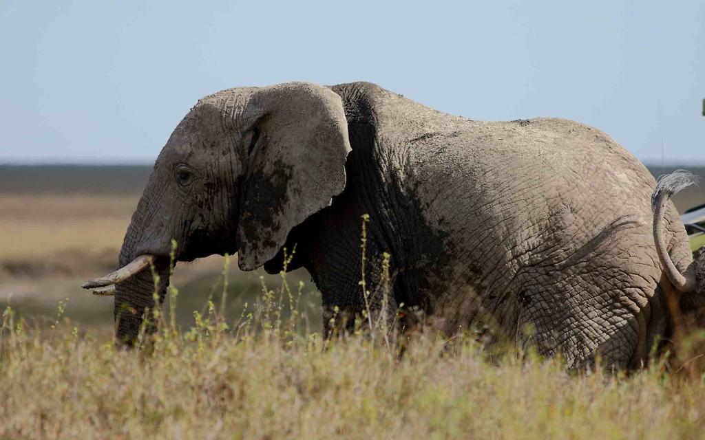 Serengeti, Ngorongoro ja Tarangire ovat Afrikan arvostetuimpia suojelualueita.