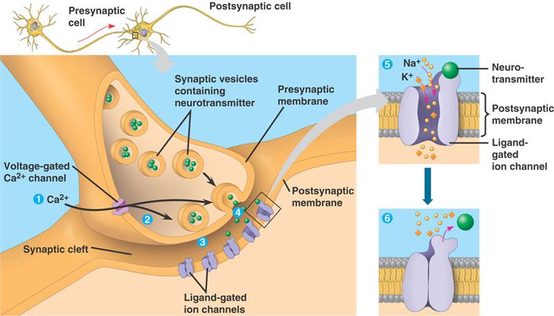 Synapsin rakenne h"p://kvhs.nbed.