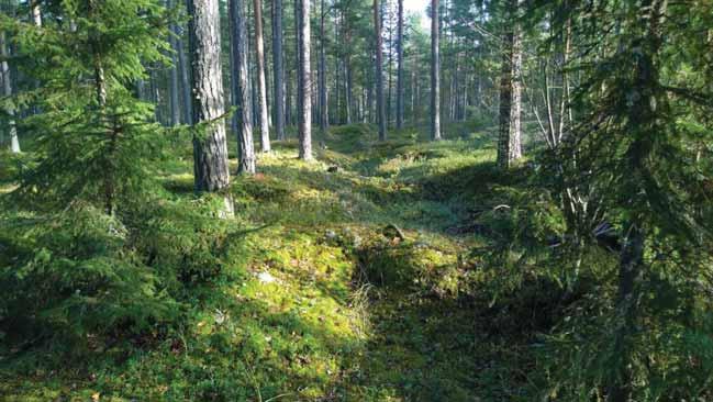 3.Eteläisinratavallijakuopatsenmolemminpuolin P:6639582,I:277233(ratavallibetonilaatastalänteen) Sijantiinventointialueeneteläosassa,betonisentykkiasemanlänsipuolella.