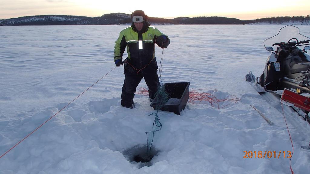 Siian talviverkko- eli juomuskalastaja tammikuisella Inarijärvellä.