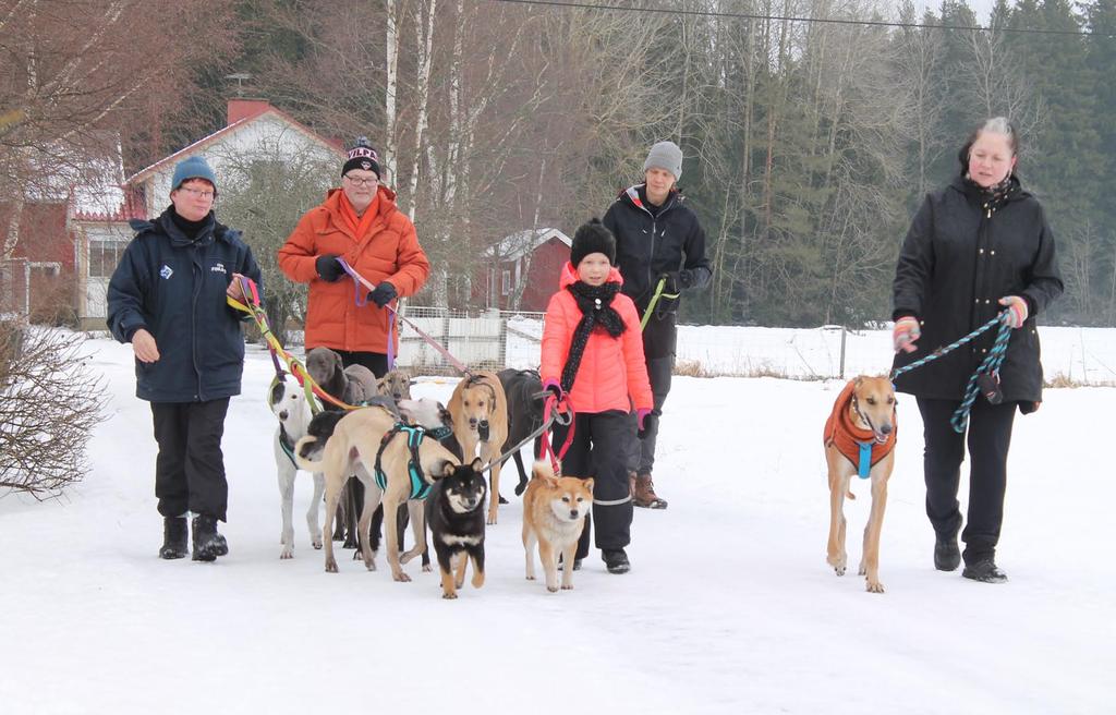 Jaana, Jouni, Emma, Mikko ja Taru kuonoineen lenkillä.(kuva: Virpi Laitamäki) Positiivisen energian voimalla TGK piti erilaisen vuosikokouksen. Ohjelmassa 11.3.