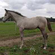 EUROPEAN BREEDING EVENT FINLAND 21 Le Consiler Swamphill 246001H00181386 Synt. 26.06.2018 ori OLD Kasv.