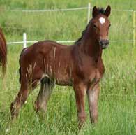 EUROPEAN BREEDING EVENT FINLAND 29 Comme la Lumiére 246001H00181185 Synt. 31.05.2018 ori Kasv.