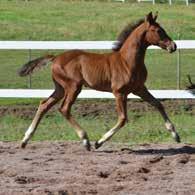 EUROPEAN BREEDING EVENT FINLAND 37 Capocito 246001H00181177 Synt. 21.05.2018 ori Kasv.