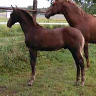 EUROPEAN BREEDING EVENT FINLAND 79 Suzanne CG Synt. 06.06.2018 tamma HANN Kasv. Cherrygarden's Talli & Porevirta Anne, RUOKOLAHTI Om.