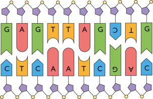 Luku 6 Geenit ohjaavat solujen toimintaa 3. DNA-molekyylin nukleotidit a. Esimerkiksi: b. Oppilaan oma projekti, ei mallivastausta. 4. Emäskolmikot a. metioniini glutamiini proliini - alaniini b.