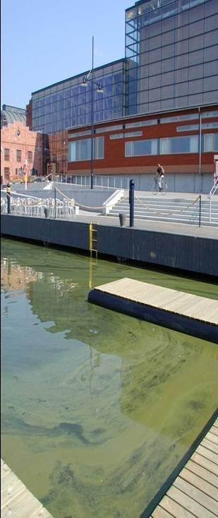 CYANOBACTERIAL BLOOMS IN A CITY HARBOUR 2006