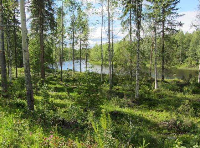 Kaupunginhallitus
