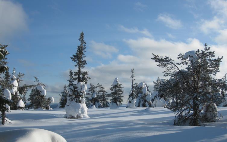 Laatinut