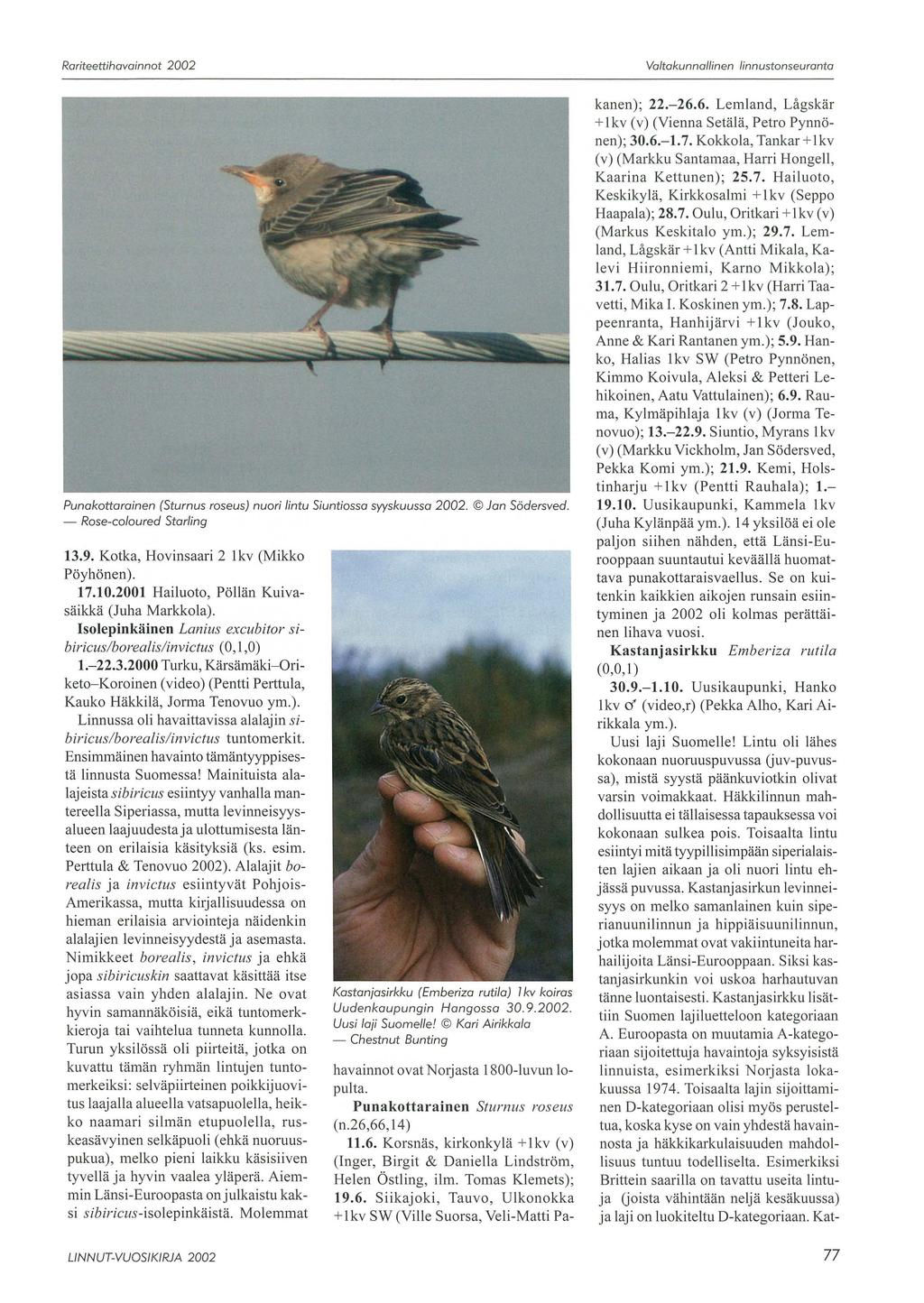 Rariteettihavainnot 2002 Valtakunnallinen linnustonseuranta Punakottarainen (Sturnus roseus) nuori lintu Siuntiossa syyskuussa 2002. Jan Södersved. - Rose-coloured Starling 13.9.