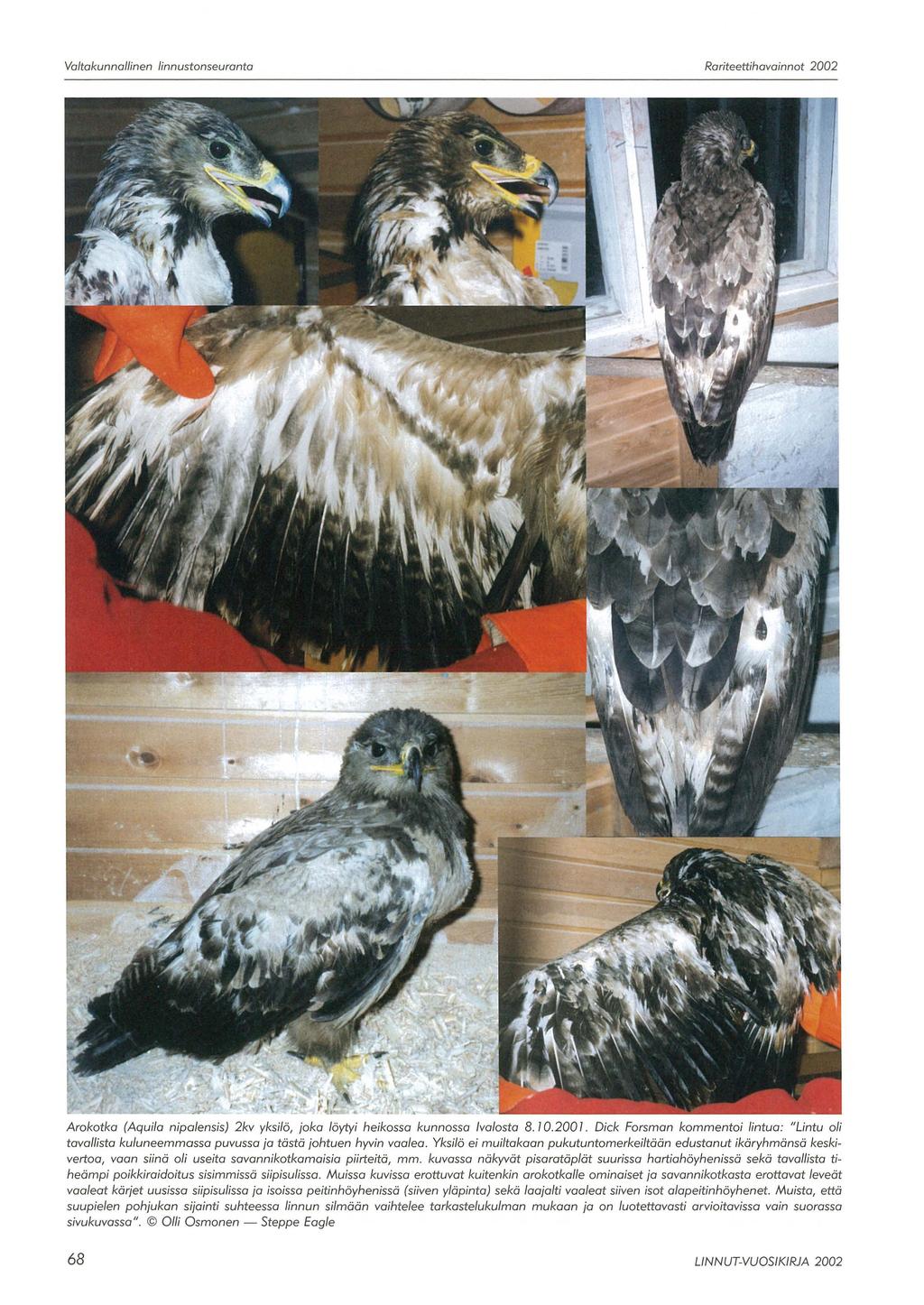 Valtakunnallinen linnustonseuranta Roriteettihavainnot 2002 Arokotka (Aquila nipalensis) 2kv yksilö, joka löytyi heikossa kunnossa Ivalosta 8. 10.2001.