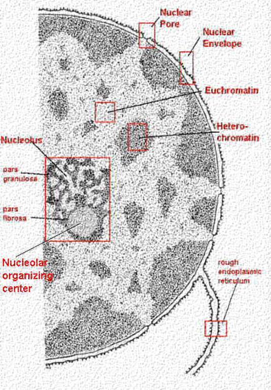 Tumahuokonen 3. Tumalamina 4. Tumajyvänen 5. Nucleoplasma 3. 2. 1. 5. 4. Tumalamina on tumakotelon ja siten tuman keskeinen tukirakenne.