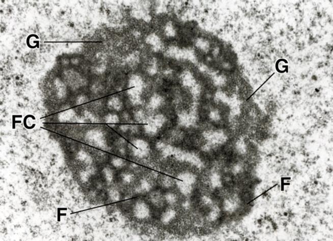 Elektronimikroskoopilla tarkasteltuna kalvoaukkoa on sulkemassa jonkinmoinen kalvo, väliseinä (diaphragma).