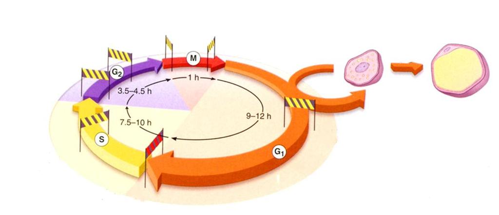 Tumalima l. nukleoplasma Tyypillistä tumalimalle on säikeinen perusaine, jossa runsaasti proteiineja ja jossa lähetti- RNA:ta valmistetaan.