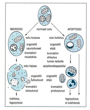 Esimerkiksi G2:sta mitoosiin siirryttäessä syklini-cdk-kompleksi fosforyloi proteiineja, jotka kontrolloivat kromosomien kondensaatiota, tumakotelon hajoamista ja mitoosisukkulan syntyä.
