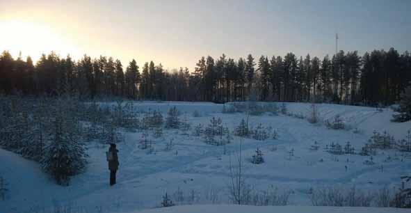 painumapenkat, joiden päällä kasvaa nuoria mäntyjä (kuva: Arkkitehtitoimisto Lukkaroinen Oy, helmikuu 2017).