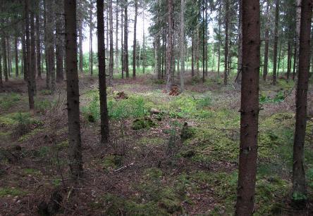 Voimalan rakentamispaikalla on nuorta mustikkatyypin tuoretta kangasta, jossa valtapuuna on kuusi. Seassa on hieman yksittäisiä mäntyjä ja hieskoivuja.