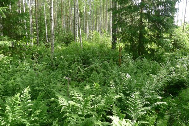 2 vesilailla tai luonnonsuojelulailla suojeltujen sekä uhanalaisten luontotyyppien ja lajien esiintymiselle.