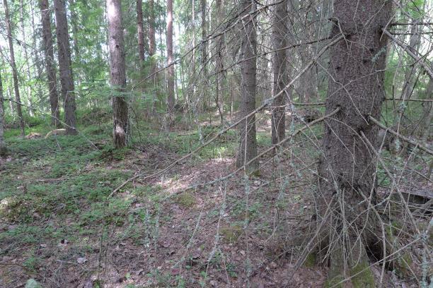 3 Koskilammen ja Huuhtajakosken ranta-alueilla esiintyy kapeahkolla kaistaleella suursaranevan ja luhtaisen nevan kasvillisuutta kuten pullosaraa, kurjenjalkaa, suoputkia ja terttualpia.