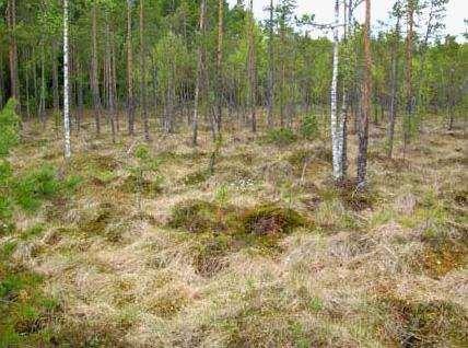 Puustossa esiintyy kuusen, männyn ja hieskoivun lisäksi myös jonkin verran kitukasvuista raitaa, harmaaleppää ja tervaleppää. Alue on osittain ojitettu.