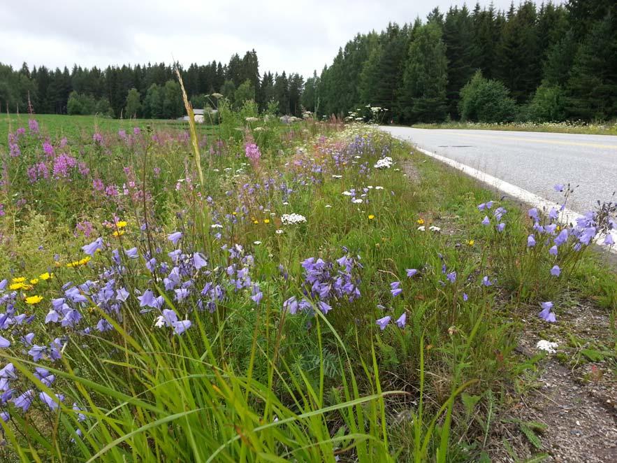 Kannen kuva: Orvokkiamppelit Hauhon raitilla 3.6.2017. Sisäkannen kuva: Hauhontien varren kukkaloistoa Akkijärvellä 25.7.2017. Valokuvat ovat Heli Jutilan ottamia ellei toisin mainita.