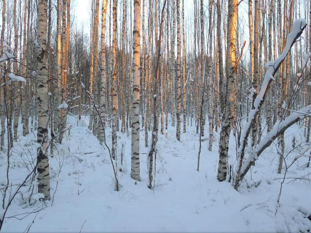 Hieskoivun kasvatus tiheikkönä Lyhytkiertoviljely Maksimoida puun biomassatuotosta lyhyellä kiertoajalla Nopeakasvuisia puulajeja, tavallisesti lehtipuita Suuri kasvatustiheys Lyhyt kiertoaika