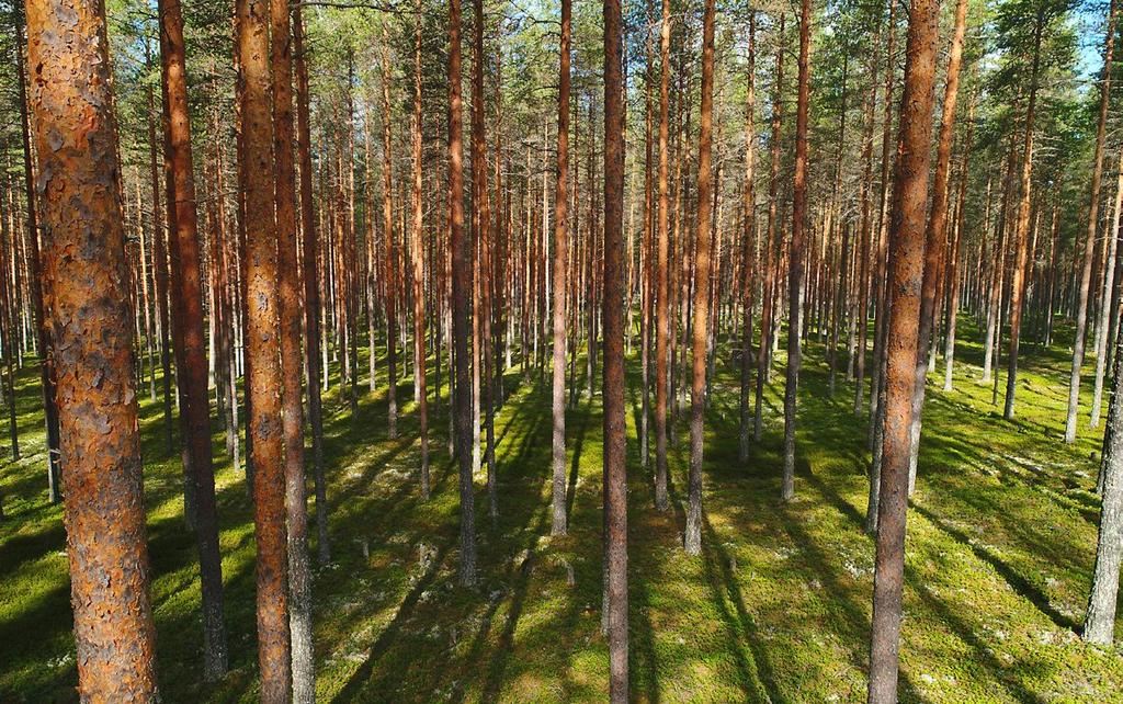 6.1.2. Metsävarojen kehitys* Puuston ikäluokkajakauma metsämaalla** Puuston ikäluokkajakauma on säilynyt miltei samana vuosina 2010-2016.