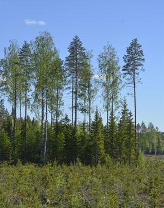 Metsien rakennepiirteistä kuolleen puun eli lahopuun määrä on monimuotoisuuden turvaamisen kannalta tärkeä.
