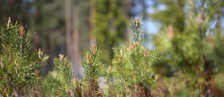 Kuva: Jari Salonen Metsät ovat merkittävä hiilinielu ja sitovat ison osan Suomen kasvihuonekaasupäästöistä.