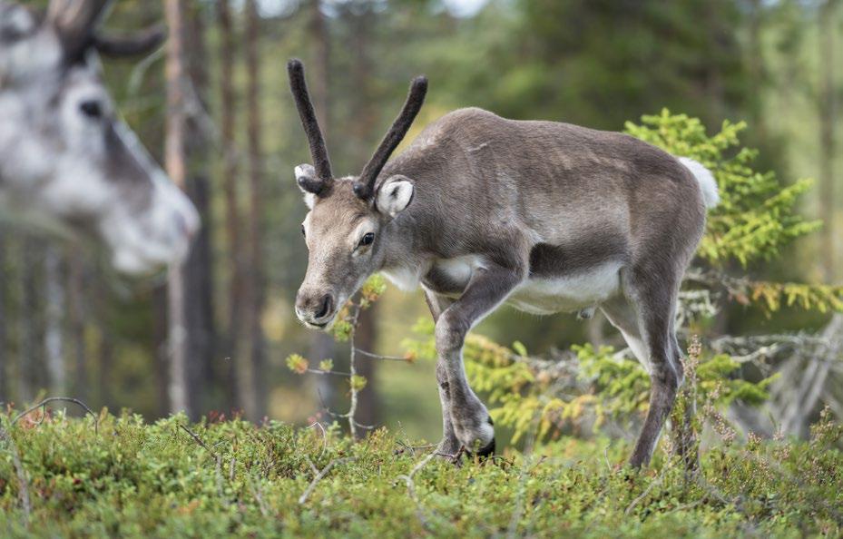 Soiperoinen, Taivalkoski - Kuva: Sami Säily Metsätalouden ja porotalouden yhteensovittamiskeinot on määritetty Paliskuntain yhdistyksen ja Metsähallituksen vuonna 2013 solmimassa sopimuksessa.