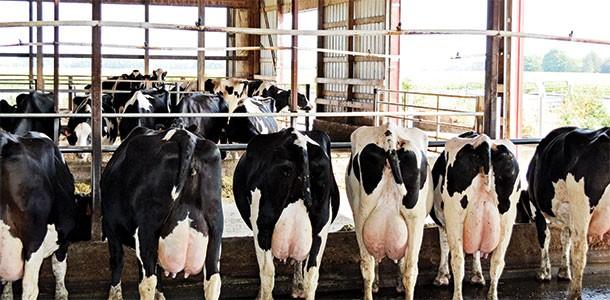 Jalostamalla 20 000 kg:n keskituotokseen Teksti: Peggy Coffeen, Progressive Dairyman Käännös: Heidi Fontell Kuvat: Alltech Jarrod Kollwelter on ylittänyt huiman 18 000 kg:n keskituotoksen rajan