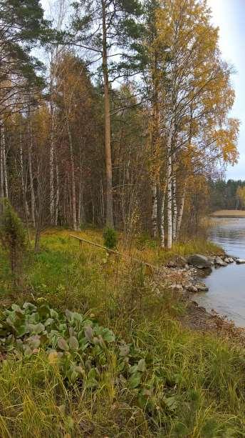 7 Kuva saunarannasta itään. Vesistö Suunnittelualue rajoittuu Pihlajaveteen.