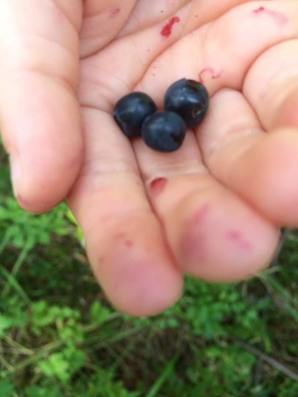 Liikuntavälineitä on esillä lapsille, jotta he pystyvät halutessaan liikkumaan itsenäisesti ja omaa luovuuttaan käyttäen. Turvallisuusasioita käsitellään lasten kanssa lapsen tasoisesti.