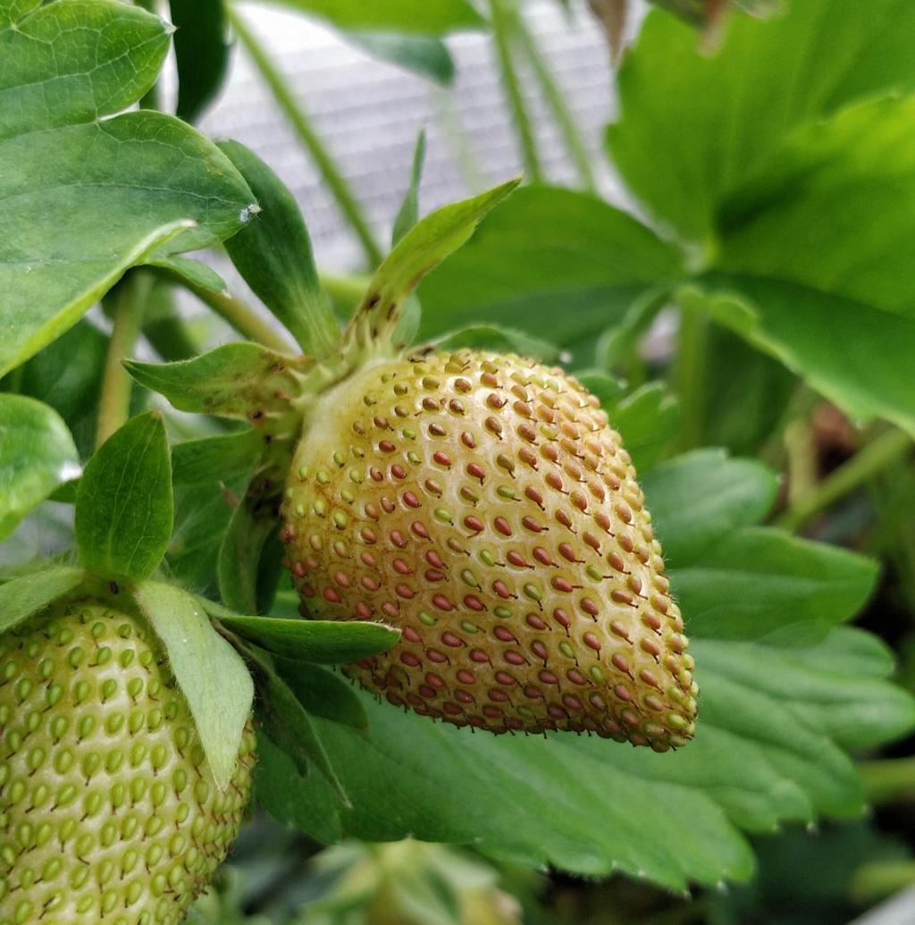 Ripsiäiset (Thysanoptera) Vioitus Mansikalla aiheuttaa pronssimarjaa, vadelmalla päätyy rasiaan Tarkkailu/mistä löytyy Keväällä liima-ansoilla tarkkailu,