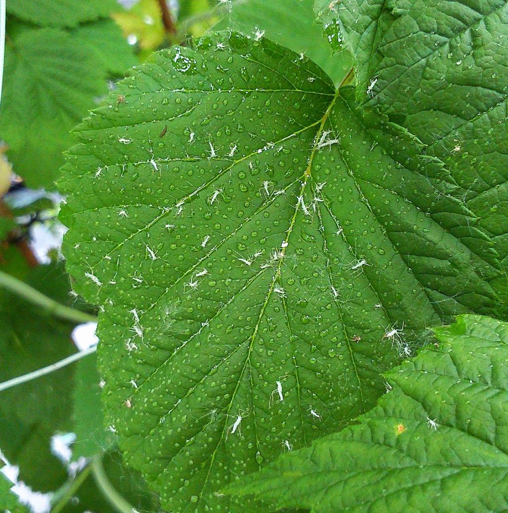 Kirvat (Aphididae) Vioitus Imee kasvinesteitä ja ulostaa mesikastetta. Mesikaste otollinen alusta mm. nokihärmälle Tarkkailu/mistä löytyy Lehtien alapinnoilla, kukkavarsissa.