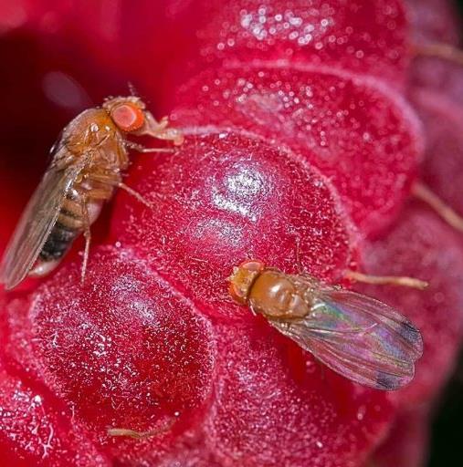 Drosophila suzukii - hedelmäkärpänen Ulkonäkö 2.5-3.