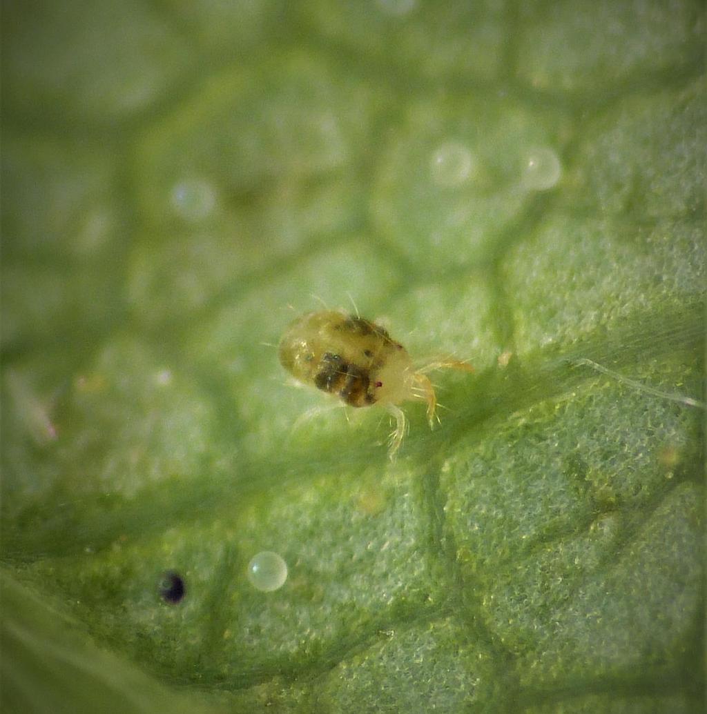 Vihannespunkki (Tetranychus urticae) Ulkonäkö Noin 0,3 mm pitkä, pyöreähkö hämähäkkieläin. Tummat läikät kyljissä Lisääntyminen Arrenotokinen partenogeneesi!