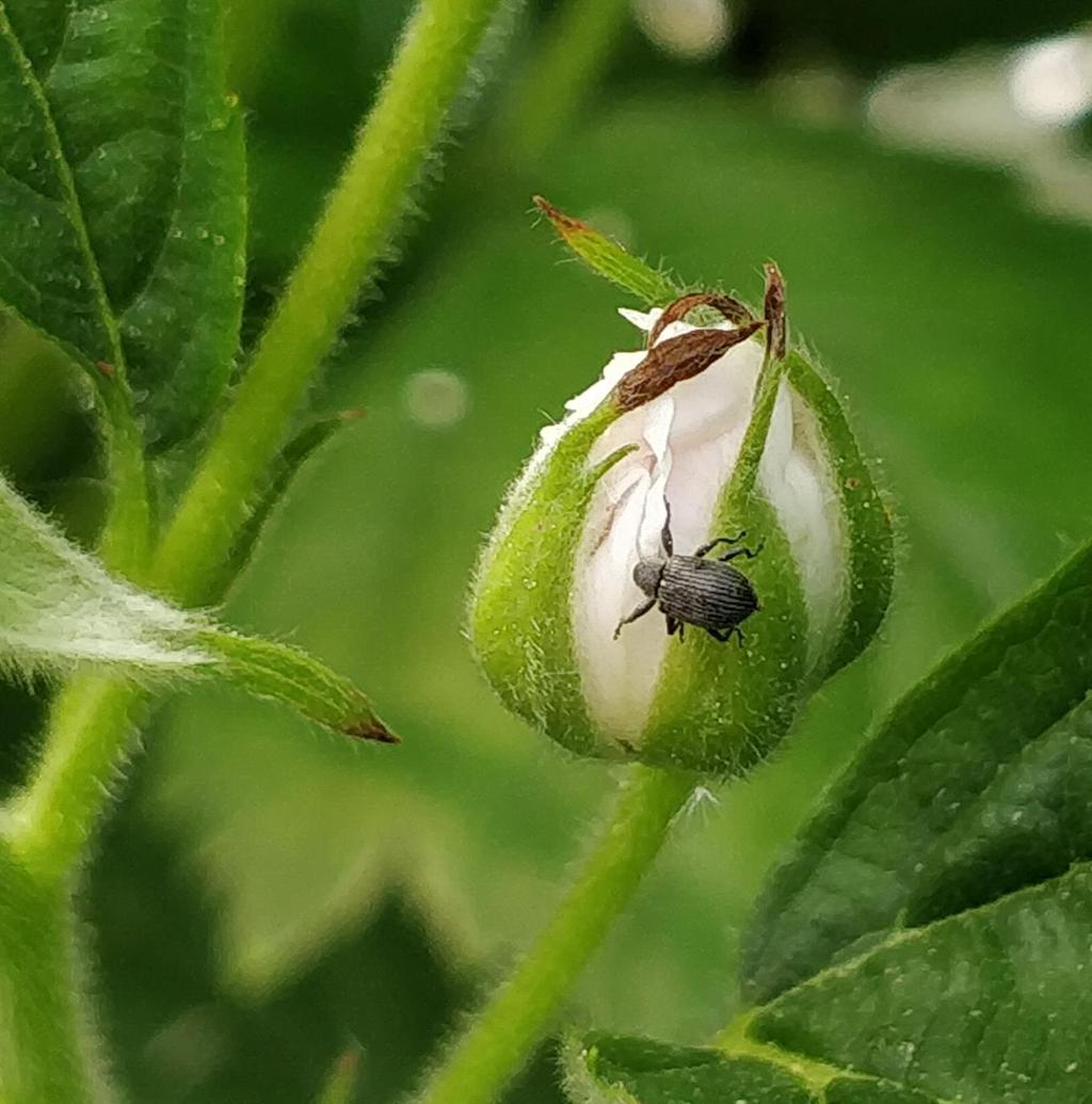 Vattukärsäkäs (Anthonomus rubi) Ulkonäkö 2,5-3 mm mittainen tummanharmaa kovakuoriainen, pitkä kärsä Lisääntyminen Yksi sukupolvi vuodessa,