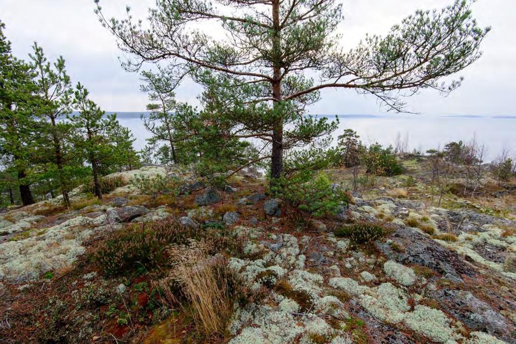 Sandvik, 613010060 Muinaisjäännöstyyppi: hautapaikat Alatyyppi: hautaröykkiöt Lukumäärä: 1 Ajoitus: pronssikautinen Laji: kiinteä muinaisjäännös ETRS TM35FIN: P: 6685133 I: 419523 Z: 17 TM35