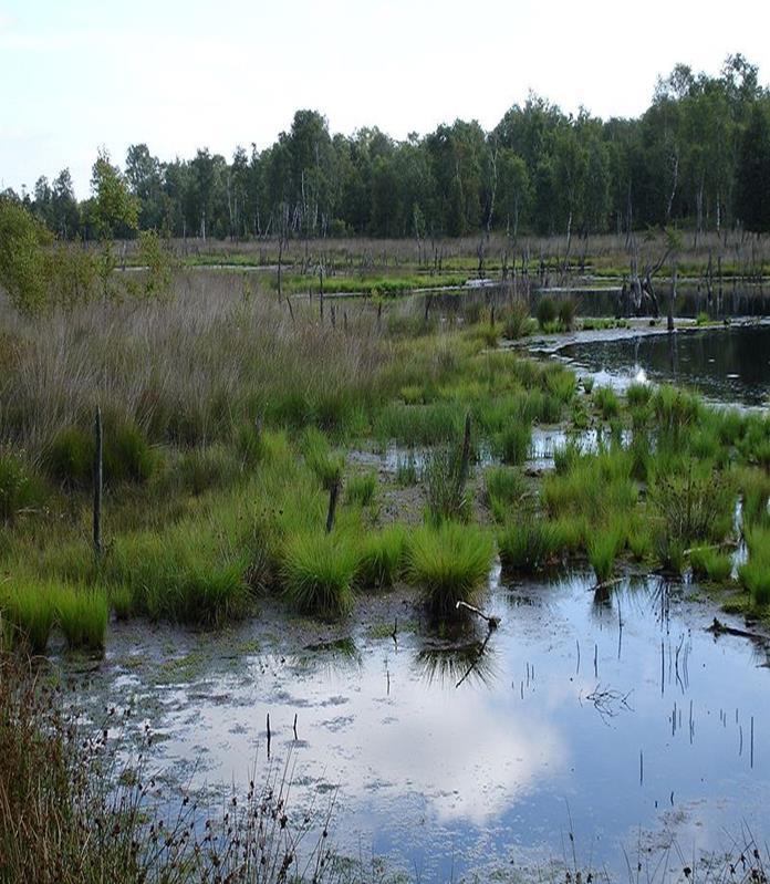 Ekosysteemien monimuotoisuus Erilaisten elinympäristöjen runsaus biomissa Riippuu Auringon säteilyn ja sateiden