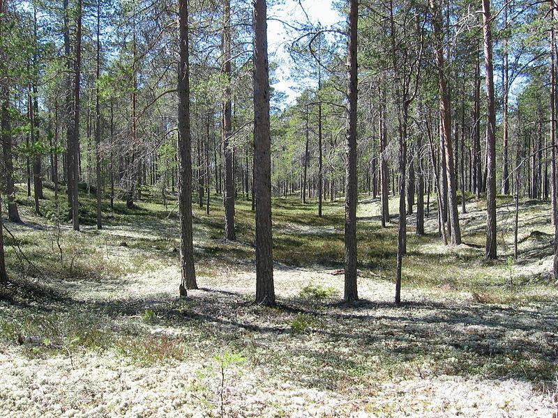 Suomen eliölajeista noin puolet elää metsissä