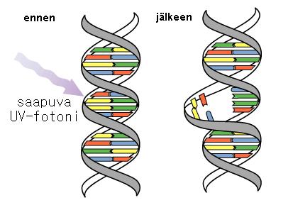UV-säteily UV-A, UV-B ja UV-C Haitallisinta on UV-Bsäteily Otsonikerroksen oheneminen lisää UV- B-sätelyn
