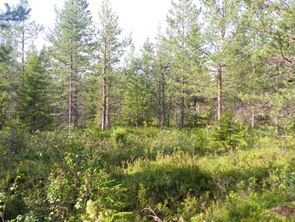 Kuusivaaralla kasvillisuus on sekä avohakattua metsää että nuorehkoa mäntyvaltaista kangasmetsää(ympäristövaikutusten arviointiselostus, WSP Finland Oy). Vitsavaaralla on hoidettua talousmetsää.