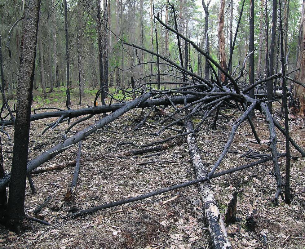 Akseli 2 Akseli 1 ennen käsittelyjä poltettu ei poltettu ei hakkuita 50 m 3 /ha 10 m 3 /ha 0 m 3 /ha Kuva 17 Lahopuissa elävien kovakuoriaisten yhteisön rakenne ennen ja jälkeen koekäsittelyiden