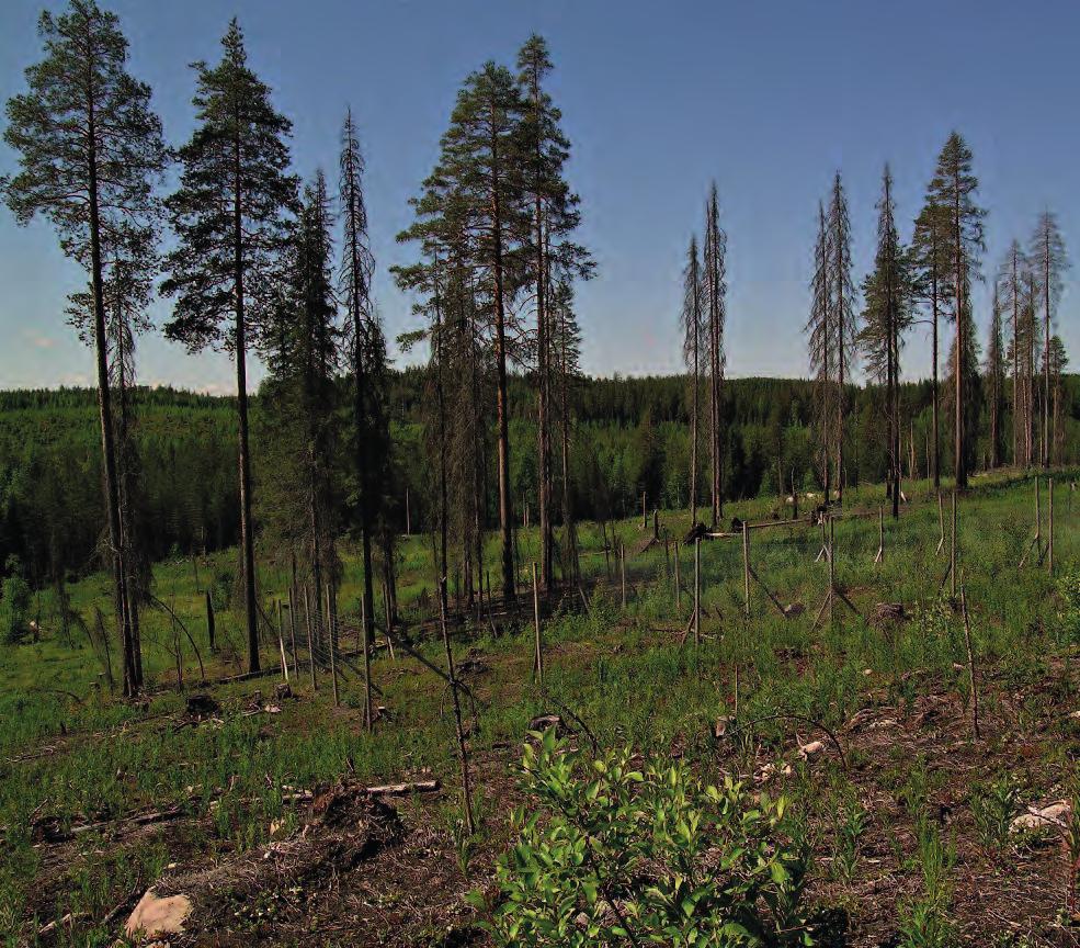 kenne tutkimusmetsiköissä ennen koekäsittelyitä ja niiden jälkeen. Tilanne kuvaa lyhytaikaista, nopeaa vaikutusta, jonka hakkuu tai metsäpalo lajistossa aiheuttaa.