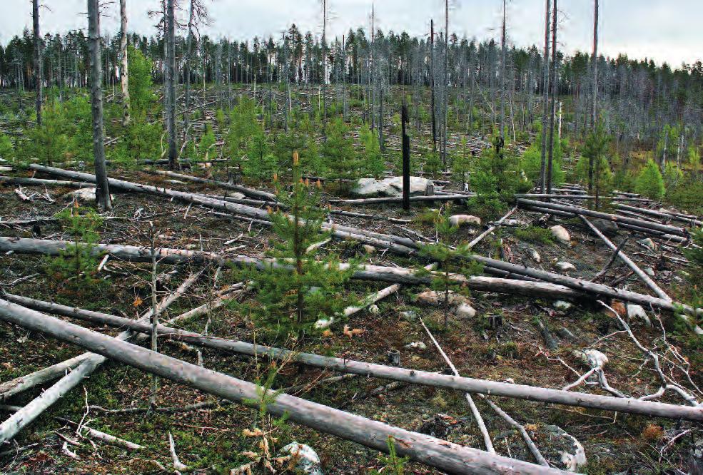 Kuva 1 Lieksan Kitsissä paloi kesäkuun alussa vuonna 1992 lähes 150 hehtaaria metsää.