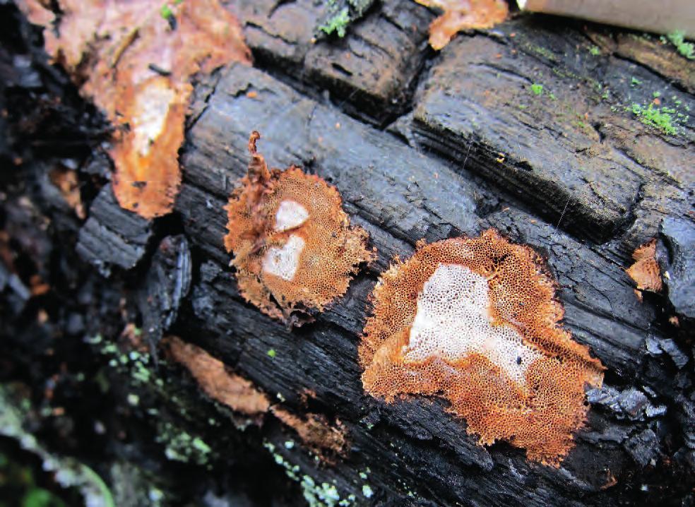 toistot talousmetsä ikäluokat nuorista vanhoihin Metsien käytön vaikutus luonnonmetsä Eri-ikäiset metsät (esimerkiksi 0 200-vuotiaat) vertailtavissa samalla hetkellä Kuva 3 Aikaverrokki- eli